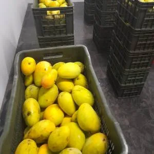chemical free mango ripening in a ripening chamber using ethylene gas generator