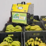 banana colour quality after using ethylene generator for ripening