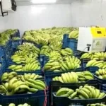 How ethylene generator works for ripening of banana and mangoes inside a ripening chamber