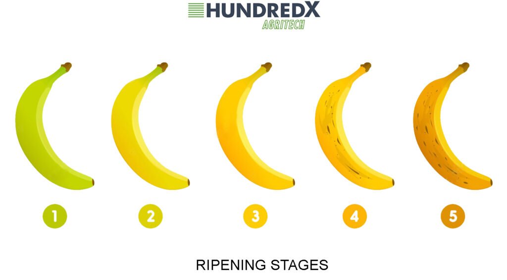 Stages of fruit ripening with ethylene