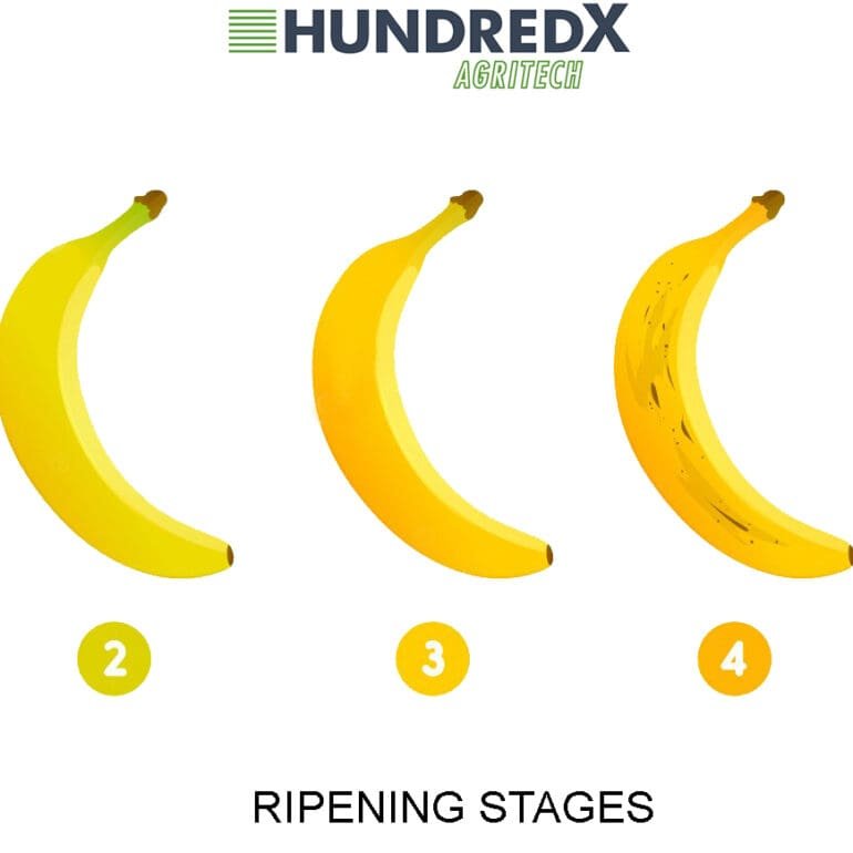 4 Ethylene Generator benefits over Ethylene Cylinders for fruit ripening