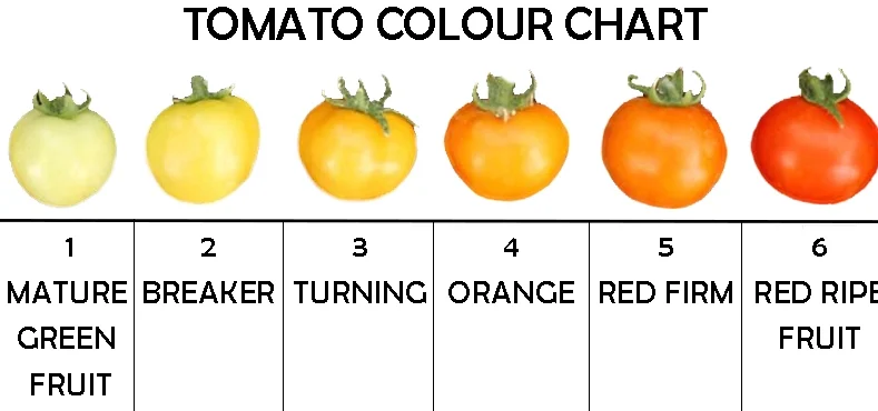 Tomato ripening using catalytic ethylene generators
