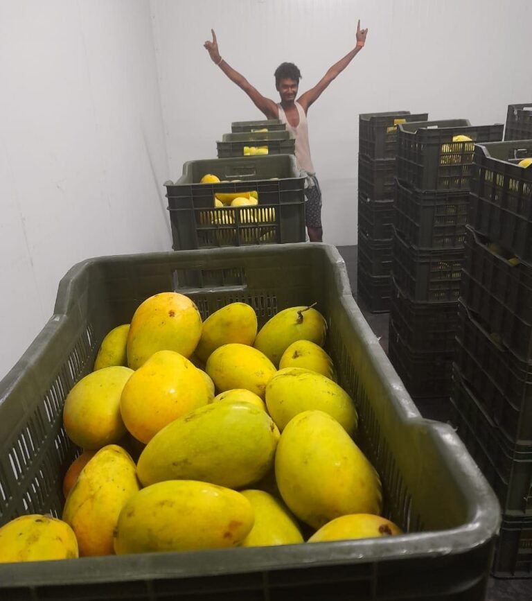 Mango ripening results with mini ripe ethylene generator in India.